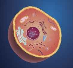 
	پاورپوینت سیتوپلاسم
