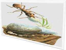 
	پاورپوینت تفاوت انسان و مورچه انسان، طبیعت، معماری
