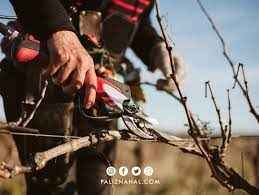 
	پاورپوینت سیستم های شاخه بری تاک های انگور
