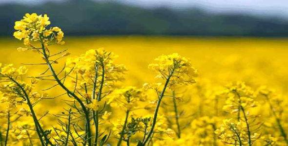 
	پاورپوینت مراحل رشد گیاه کلزا
