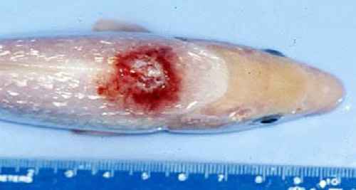 پاورپوینت بيماري هاي باكتريايي در ماهيان