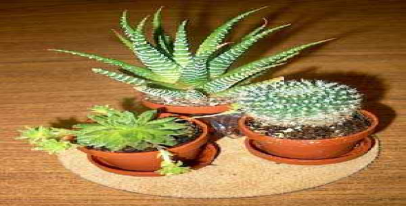 
	جزوه آموزشی کاکتوس
