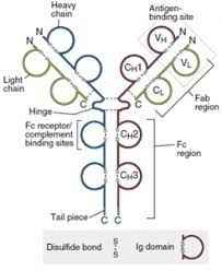 
	پاورپوینت چکیده ای از آنتی بادی ها
