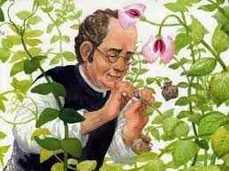 
	تحقیق طرح ریزی علم وراثت توسط مندل
