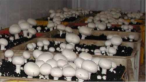 پاورپوینت کامل و جامع با عنوان قارچها  و آموزش پرورش قارچ خوراکی در 163 اسلاید