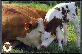 
	پاورپوینت برنامه های کنترل و پیشگیری از بیماری بروسلوز طی 10 سال گذشته
