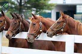 
	تحقیق پرورش اسب
