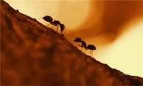 
	پاورپوینت تفاوت معماری انسان با مورچه در معماری بیونیک
