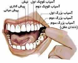 
	پاورپوینت دندان 6
