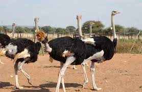 
	پاورپوینت راهنمايي و توصيه هاي کاربردي جهت آغاز فعاليت پرورش شترمرغ دامپروری
