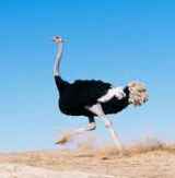 
	پاورپوینت پرورش شتر مرغ
