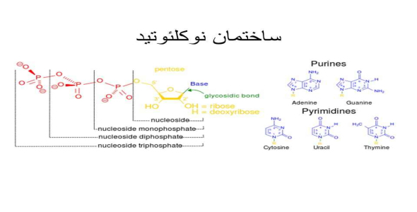 
	پاورپوینت متابولیسم نوکلئوتید
