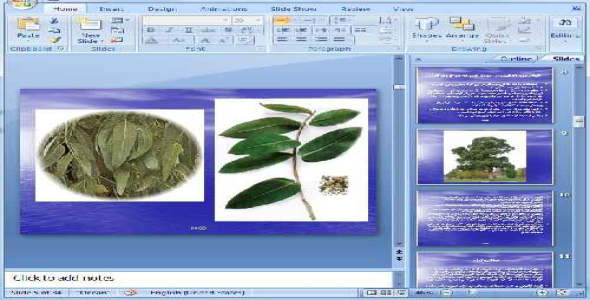 دانلود پاورپوینت اکالیپتوس - 34 اسلاید
