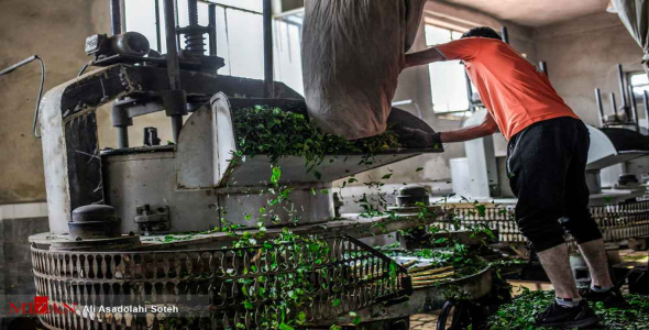 
	پاورپوینت طرح کارآفرینی طراحي كارخانه چاي
