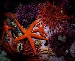 
	تحقیق شاخه خارپوستان
