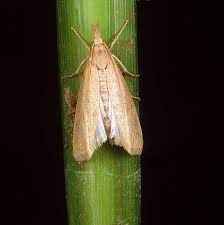 
	پاورپوینت مدیریت آفات مهم برنج ایران
