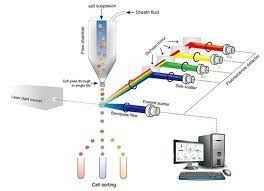 
	پاورپوینت فلو سایتو متری یا Flow Cytometry
