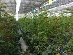 
	تحقیق کشت هیدروپونیک
