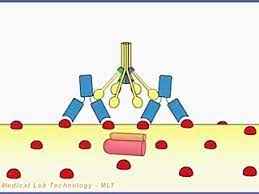 
	پاورپوینت کمپلمان Complement
