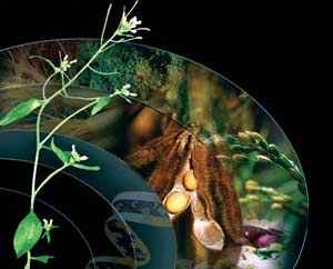 
	پاورپوینت فيزيولوژي گياهي
