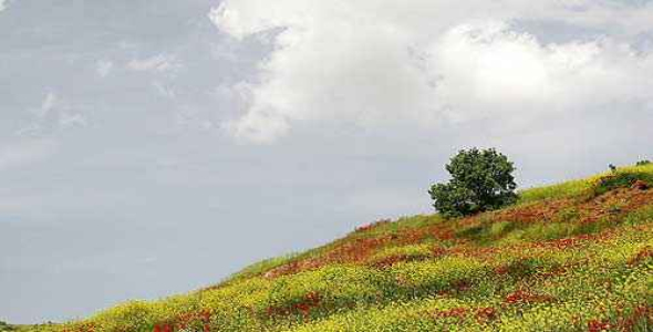 
	تحقیق كردان فارس
