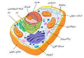 
	پاورپوینت اندامك هاي داخل سلول
