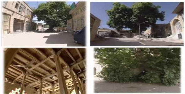     پاورپوینت بررسی معماری و درختان دیر زیست - فروشگاه فایل
