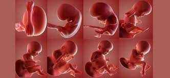 
	پاورپوینت خلقت انسان نشانه ای از عظمت خالق
