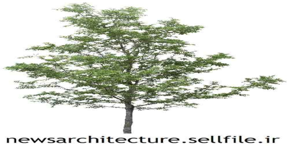 طرح لایه باز فوتوشاپ درخت  10