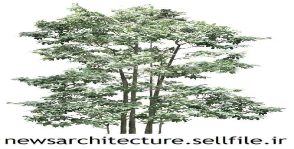 طرح لایه باز فوتوشاپ درخت  6