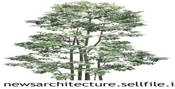 طرح لایه باز فوتوشاپ درخت  7