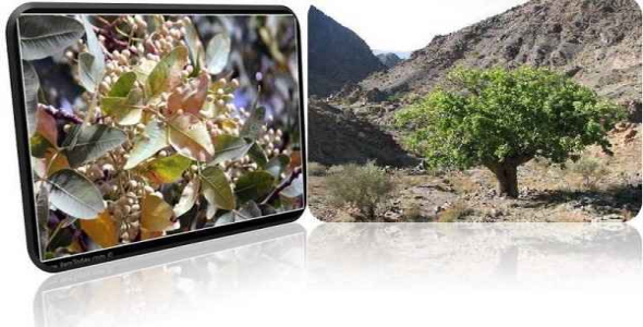     پاورپوینت بررسی بنه ، میوه درخت سقز - فروشگاه فایل
