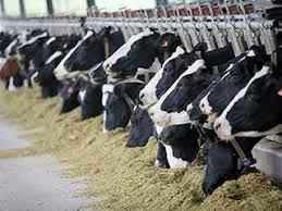 
	پاورپوینت تنش گرمایی در گاو شیری
