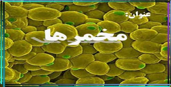     پاورپوینت بررسی جامع مخمرها - فروشگاه فایل
