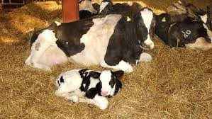 
	تحقیق تشخيص به موقع فحلي و آبستني در دام
