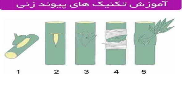 
	جزوه آموزش تکنیک های پیوندزنی
