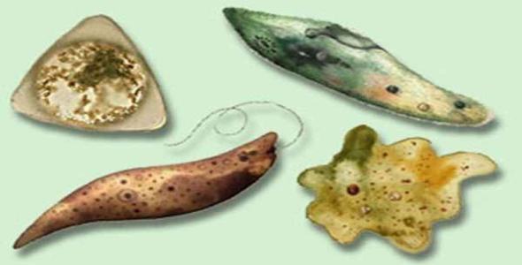     پاورپوینت بررسی سلسله تک سلولیها - فروشگاه فایل
