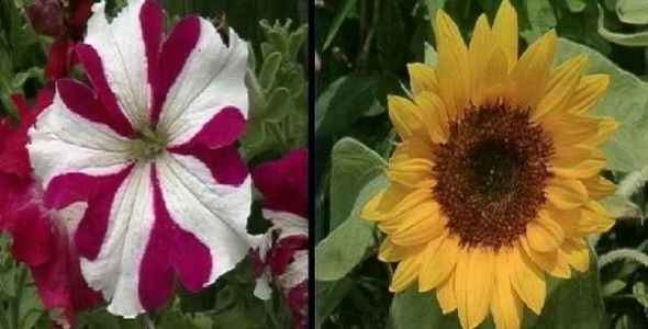     پاورپوینت بررسی عناصر غذایی و تغذیه باغات - فروشگاه فایل
