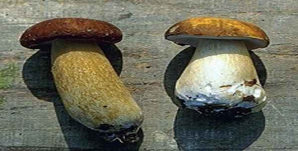     پاورپوینت بررسی پرورش قارچ - فروشگاه فایل
