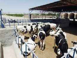 
	پاورپوینت طرح پرورش گوساله گوشتی  100 رأسی
