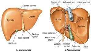 
	تحقیق سيروز كبدی

