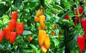 
	تحقیق كشت فلفل رنگي در گلخانه
