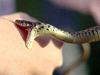 
	پاورپوینت پيشگيري و درمان مارگزيدگي
