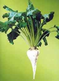 
	تحقیق فرآیند تولید قند و شکر از چغندرقند
