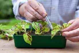 
	پاورپوینت آشنایی با گل حسن یوسف طریقه کاشت و نگهداری
