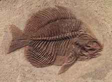 
	پاورپوینت فسیل
