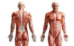 
	پاورپوینت همه چیز درمورد آناتومی
