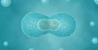 
	پاورپوینت تقسیم سلولی
