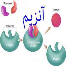 
	تحقیق کاربرد آنزیم ها در صنایع غذایی
