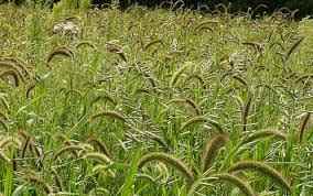 
	پاورپوینت آمار خسارت علفهاي هرز در گندم
